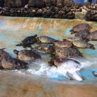 Sea Turtle Selfies · 