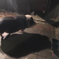 Truffle Hunting Potbelly Pigs · 