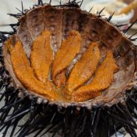 Sea Urchin · 