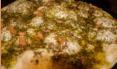 Zaatar Pita · Mixed middle Eastern spices, herbs, and sesame with olive oil over baked pita bread. Vegetar...