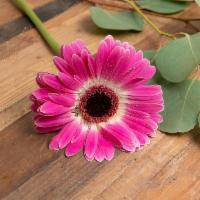 Gerbera Daisy · Seasonal options may vary throughout the year and depending on location. Our florist will pr...