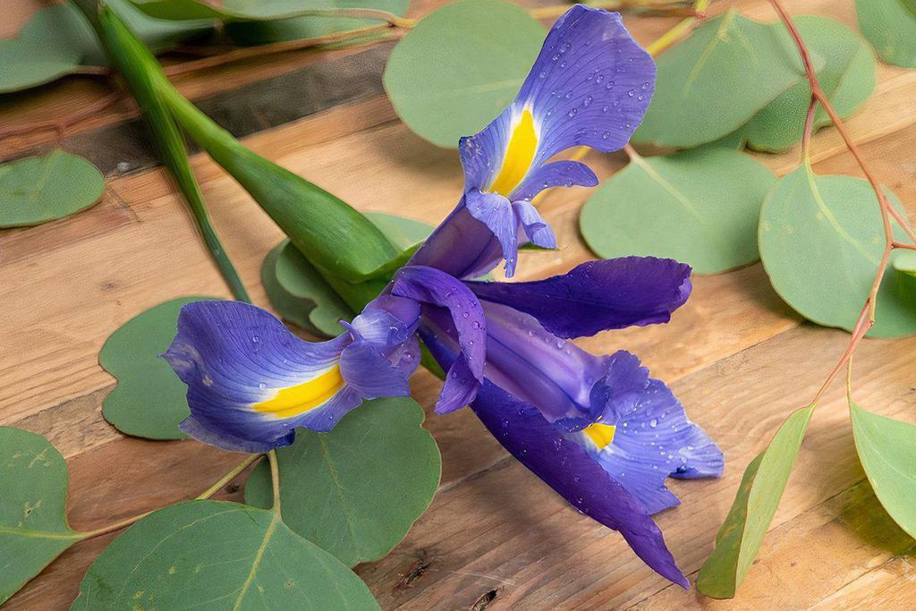 Irises · Seasonal options may vary throughout the year and depending on location. Our florist will provide the best available flowers for your order!