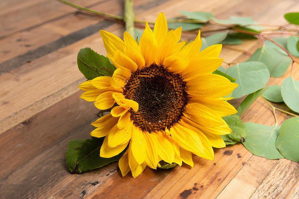Sunflower · Seasonal options may vary throughout the year and depending on location. Our florist will provide the best available flowers for your order!
