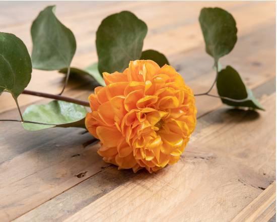 Dahlia Stem · Seasonal options may vary throughout the year and depending on location. Our florist will provide the best available flowers for your order!
