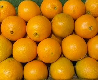 FRESH JUICY ORANGE (A-GRADE QUALITY) · SPECIAL FOR THE JUICE VERY JUICY AND SWEET 