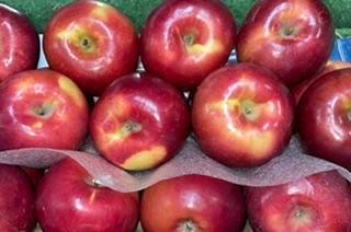 FRESH McINTOSH APPLES-1 LB (3 APPLES)- A-GRADE QUALITY APPLES · PRODUCT OF USA