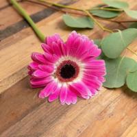 Gerbera Daisies · Seasonal options may vary throughout the year and depending on location. Our florist will pr...