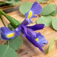 Irises · Seasonal options may vary throughout the year and depending on location. Our florist will pr...