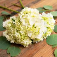 Hydrangea · Seasonal options may vary throughout the year and depending on location. Our florist will pr...