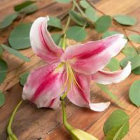 Stargazer Lily · Seasonal options may vary throughout the year and depending on location. Our florist will pr...