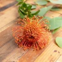 Protea Pincushion · Seasonal options may vary throughout the year and depending on location. Our florist will pr...