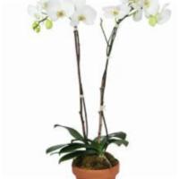 Magnificent Orchids · For an extra special surprise, send double the elegance with 2 phalaenopsis orchid plants in...