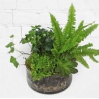 Terrarium Planter · A rich, green arrangement of plants and succulents planted in a sleek, cylindrical glass con...