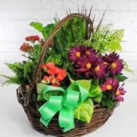 European Dish Garden · A beautiful combination of seasonal blooming and green plants in a keepsake basket - your re...