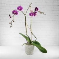 Orchid 2 Stems · This beautiful double stem orchid plant is an elegant gift to send with your birthday, get w...