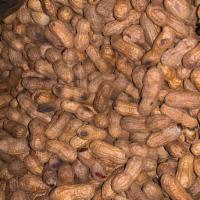 cacahuate rostizado  · Roasted peanuts