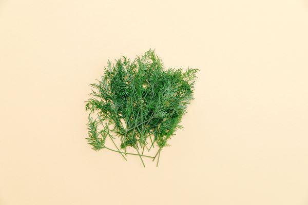 Dill · (1 oz)
Dill with it
Planted Detroit grown greens: dill microgreens
Nutrients: Vitamin C, Folate, Calcium, Riboflavin, Manganese, Iron