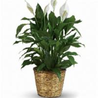 Peace Lily ·  Table top. A peace lily plant (6
