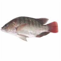 Live Tilapia Fish 1.2 lb. - 1.8 lb. · 游水侧鱼  1.2LBS-1.8LBS