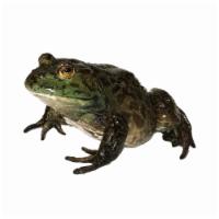 Live Frog 0.8 lb.-  1.2 lb. · 田鸡 0.8LBS-1.2LBS