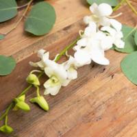  Dendrobium Orchid · Seasonal options may vary throughout the year and depending on location. Our florist will pr...