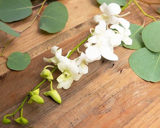  Dendrobium Orchid · Seasonal options may vary throughout the year and depending on location. Our florist will provide the best available flowers for your order!