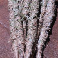 Wild Mugwort & Organic Rosemary Smudge Stick default · Hand-wrapped smudge stick with jute string. Dark green leaves and branches of mugwort on the...