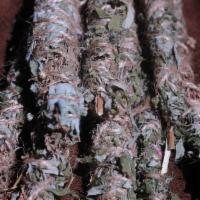 Wild Mugwort & Wild Plantain Smudge Stick default · Hand-wrapped smudge stick with jute string. Dark green leaves and branches of mugwort on the...
