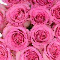 Pink Rose Bunch · 12 Stem Pink Roses