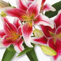 Debi Lilly Pink Lily 3 Stem · Fresh Cut, variety can be Stargazer, Oriental, or Sonata