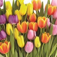 Tulips 10 Stem · Fresh Cut, colors may vary