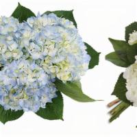 Debi Lilly Hydrangea 3 Stem · Fresh Cut, color can be white or blue