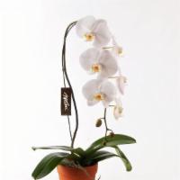 Debi Lilly White Orchid Phalaenopsis 6 In · Number of spikes may vary. Usually in claypot but may vary.