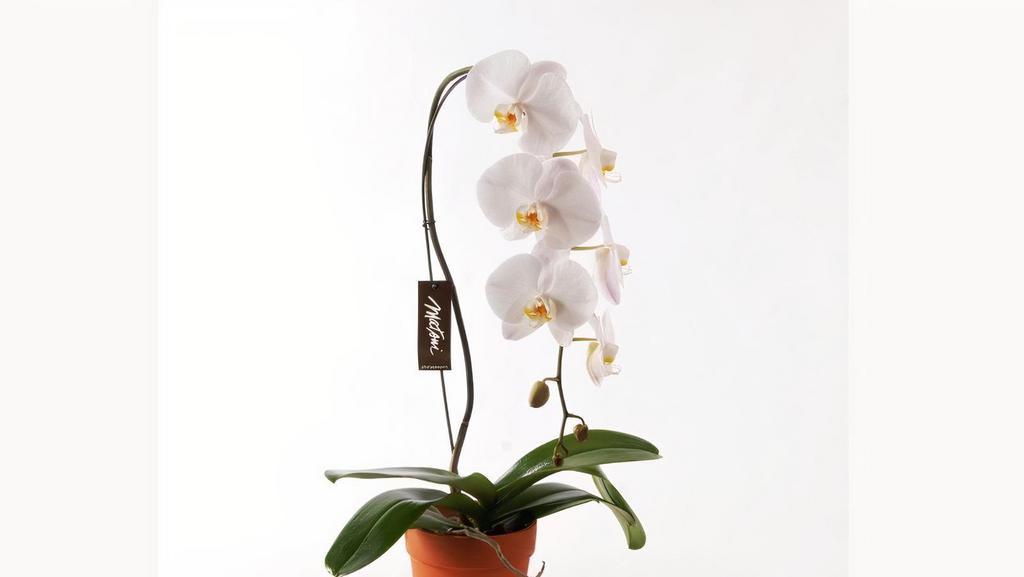 Debi Lilly White Orchid Phalaenopsis 6 In · Number of spikes may vary. Usually in claypot but may vary.