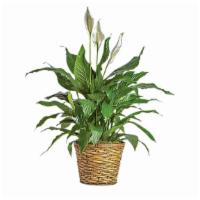 Simply Elegant Spathiphyllum · Known for its indoor beauty and ability to clear the air of contaminants, this brilliant gre...