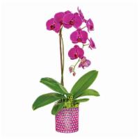 Dazzling Orchid · Beautiful orchid. Depending on availability the container might change.