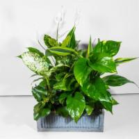 Green Plant Basket · 