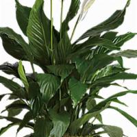 5. Simply Elegant Spathiphyllum · Standard. Known for its indoor beauty and ability to clear the air of contaminants, this bri...