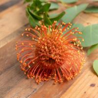 Protea Pincushion · Seasonal options may vary throughout the year and depending on location. Our florist will pr...