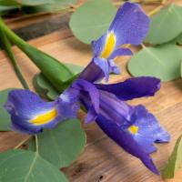 Iris · Seasonal options may vary throughout the year and depending on location. Our florist will pr...