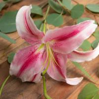 Stargazer Lily · Seasonal options may vary throughout the year and depending on location. Our florist will pr...