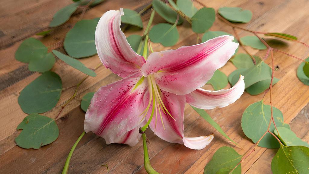 Stargazer Lily · Seasonal options may vary throughout the year and depending on location. Our florist will provide the best available flowers for your order!