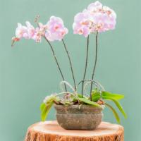 Orchid Garden · Playful pair of California raised orchids nestled in a love seat of a ceramic pot stylized w...