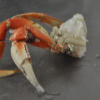 Dungeness Crab Section · Frozen Cooked Dungeness Crab Section.  It is sold by 1lb (About 2-3pieces)