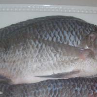 Tilapia Whole 550gr-Up · Frozen Raw Whole Tilapia, gutted. About 1.8lb fish. Sold by 1 fish