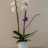 Orchid Plant · What’s better than one white phalaenopsis orchid? Two of these beautiful orchid plants, nest...