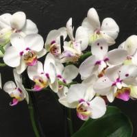 Potted Orchids · Cymbidium Orchid in a container.