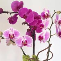 Orchid with Pot  · 3 Stem. Colors may vary.