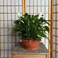 Peace Lilly Large · 10 inch