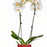 Orchid with Pot  · 2 Stem. Colors may vary.